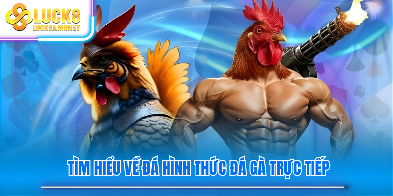 Tìm hiểu về đá hình thức đá gà trực tiếp